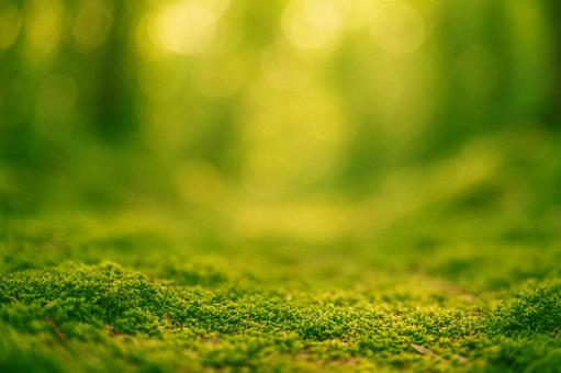 木漏れ日と苔の地面背景ぼけ 木漏れ日と苔の地面背景ぼけの写真