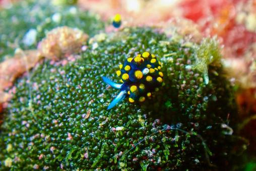 三浦 テントウウミウシ 三浦 テントウウミウシの写真