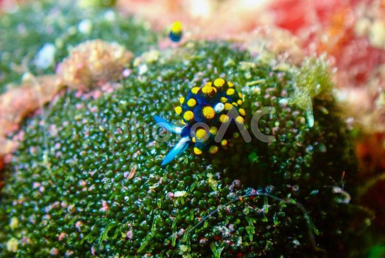 三浦　テントウウミウシ スキューバーダイビング,テントウウミウシ,ダイビングの写真素材