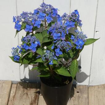 Potted mountain hydrangea Aihime, JPG