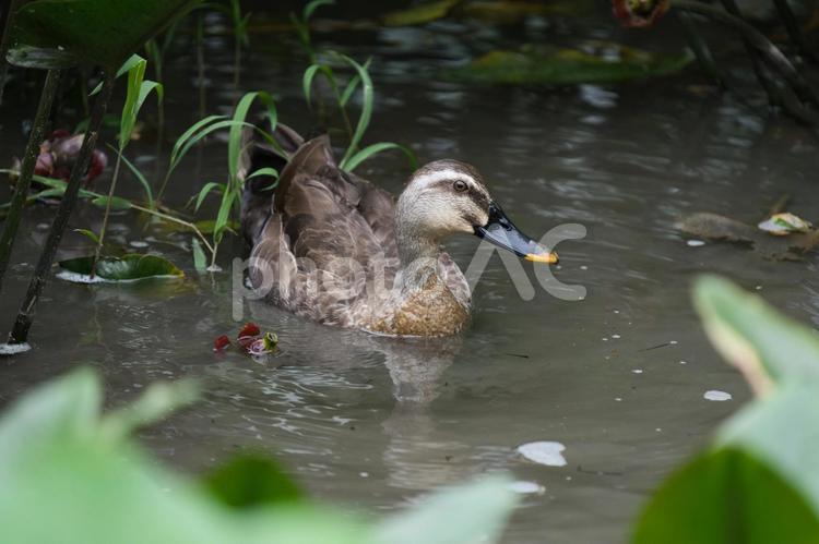 静かな池に佇むカルガモの姿① カルガモ,鴨,水鳥の写真素材
