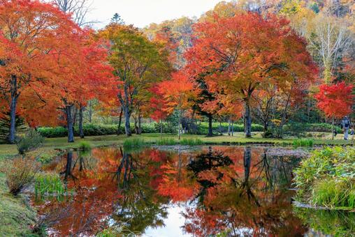 北海道の紅葉 北海道の紅葉 紅葉,秋,池の写真素材