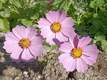 仲良しコスモス 家庭菜園,庭,自然の写真素材