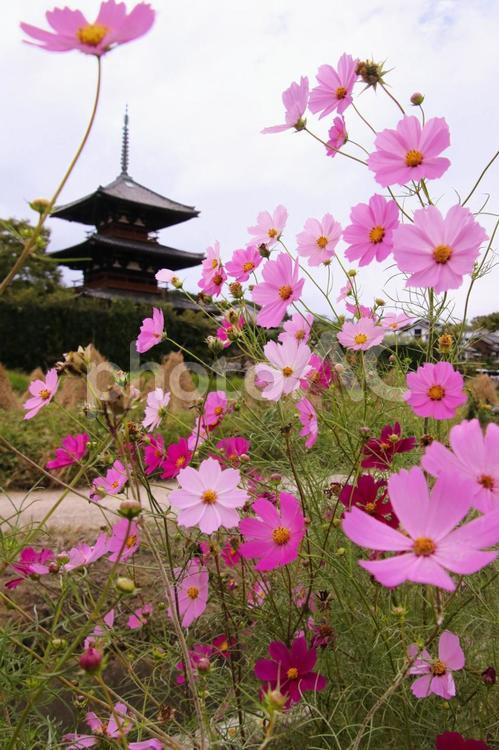 コスモスと三重塔 コスモス,秋桜,花の写真素材