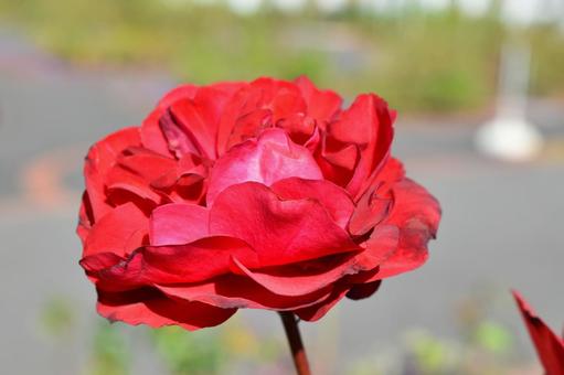 野津田公園バラ広場のバラの花 薔薇,ばら,園芸の写真素材