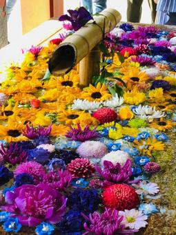 花だらけの手水舎 花だらけの手水舎の写真