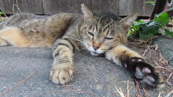 完全に夏バテしてしまったもふもふな猫様 完全に夏バテしてしまったもふもふな猫様 猫,キジトラ,寝そべるの写真素材