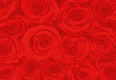 A free bouquet of 100 crimson roses, JPG A free bouquet of 100 crimson roses, JPG
