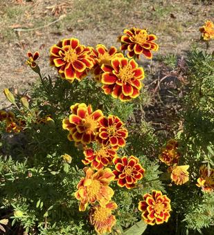 マリーゴールド1 マリーゴールド,花,植物の写真素材