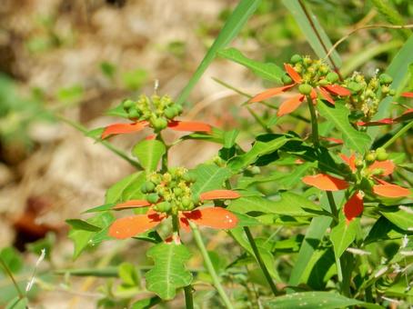 【花の写真】ショウジョウソウ（猩猩草）の写真