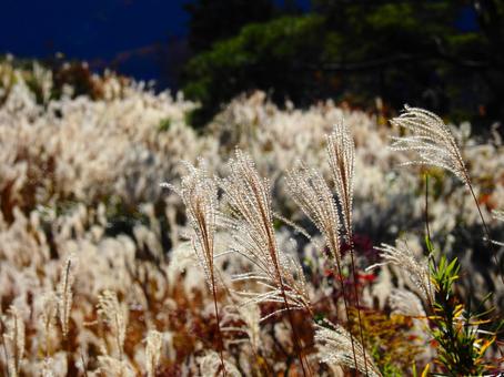 すすき（筑波山） ススキ,すすき,秋の写真素材