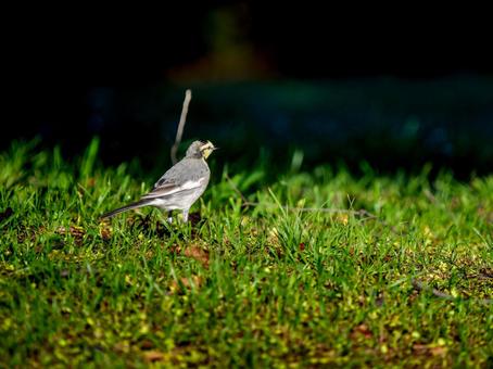 地面を歩くハクセキレイの写真