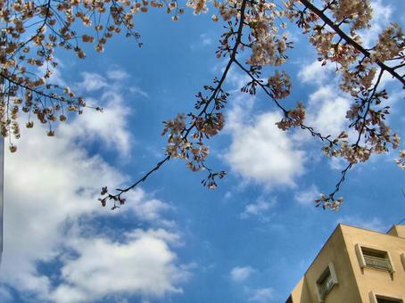 桜の季節-13 桜の季節-13 桜,木,幹の写真素材