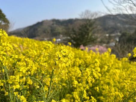 菜の花 春 菜の花 春の写真