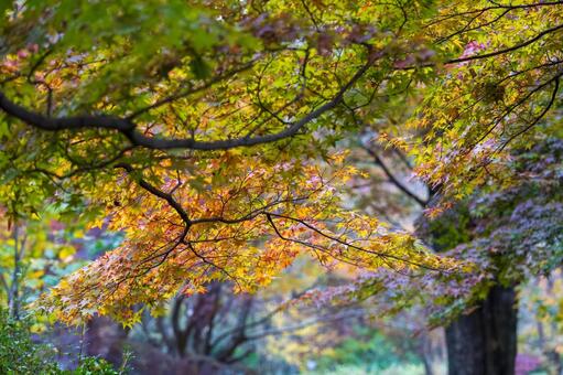 太陽光が差し色が映える下から見上げる紅葉 屋外,晴れている,太陽の写真素材