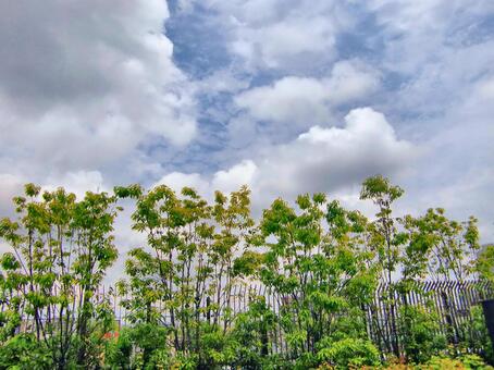 六月の雲-22 六月,青空,空の写真素材