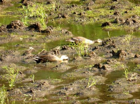 5月、水を張った畑で採餌するカルガモ 5月、水を張った畑で採餌するカルガモ カルガモ,鳥,野鳥の写真素材