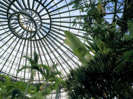 熱帯植物 熱帯植物の写真