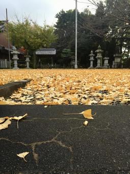 黄色いイチョウの落ち葉に覆われた参道 黄色いイチョウの落ち葉に覆われた参道 秋,イチョウ,落ち葉の写真素材