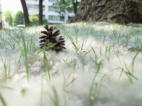 ポプラの綿毛と松かさ ポプラ,綿毛,ふわふわの写真素材