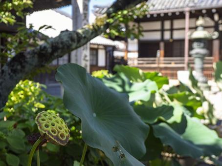 今井町の寺に咲く蓮の趣 今井町の寺に咲く蓮の趣の写真