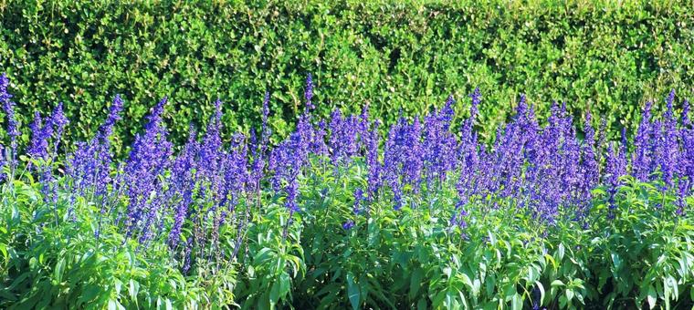 秋咲きのラベンダー花壇 ラベンダー,花,紫色の写真素材