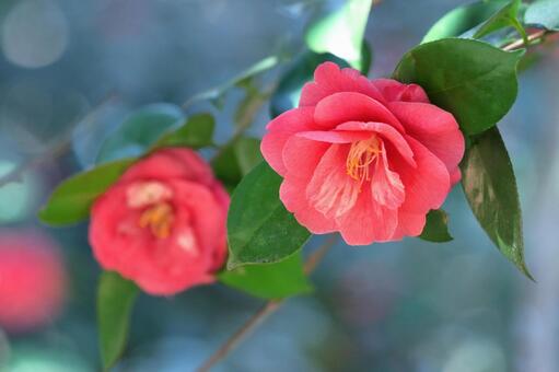 在仲冬里莊嚴地盛開, JPG 在仲冬里莊嚴地盛開, camellia, flower, camellia plant, JPG