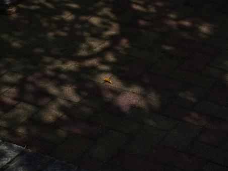 落ち葉 枯葉,落ち葉,タイルの写真素材