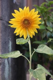 ゴッホの愛した花 ゴッホの愛した花の写真