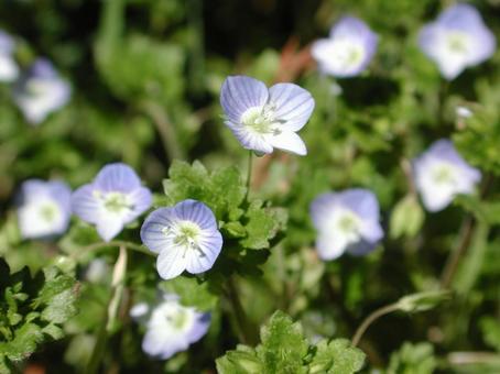 Photo, ooouinunnguri, blooming landscape, spring wildflowers, 