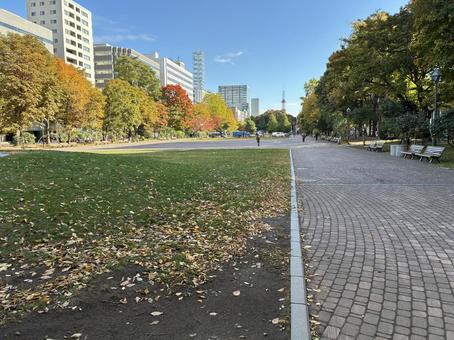 紅葉の10月下旬札幌大通公園西8丁目 紅葉の10月下旬札幌大通公園西8丁目 大通公園,公園,札幌の写真素材