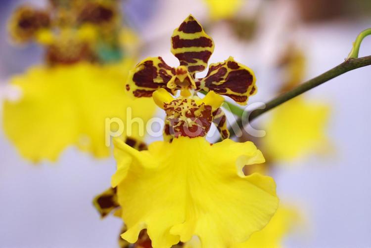 美しく人気の洋ラン 洋ラン展,らん,蘭の写真素材