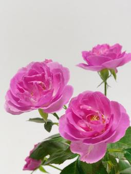 ピンク色のバラ ピンク色のバラ 花,バラ,植物の写真素材