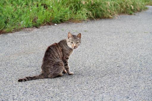 [動物]ねこの写真