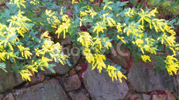 ３月上旬のミモザ（ギンヨウアカシア）の花 背景,ミモザ,ギンヨウアカシアの写真素材