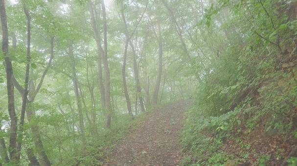 Photo, green curtain, mountain path, sunny day, 
