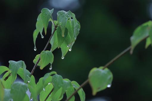 照片, 雨滴, 自然, 