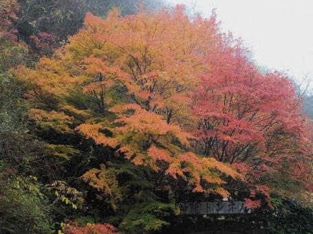 【紅葉写真】美しい紅葉 紅葉,自然,風景の写真素材