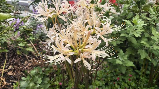 白いリコリス（彼岸花） 白,リコリス,彼岸花の写真素材