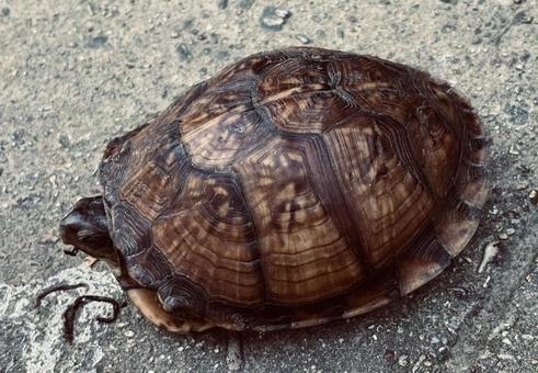 Box turtle eating while on a walk, turtle, turtle, creatures, JPG