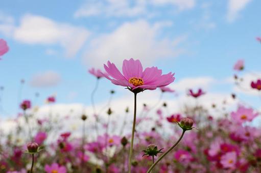 コスモス４７ コスモス,秋,かわいいの写真素材