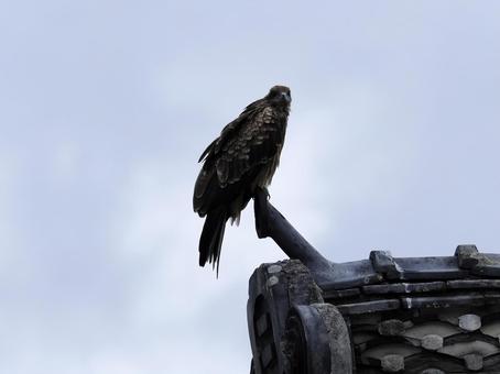 鳶のいる風景の写真