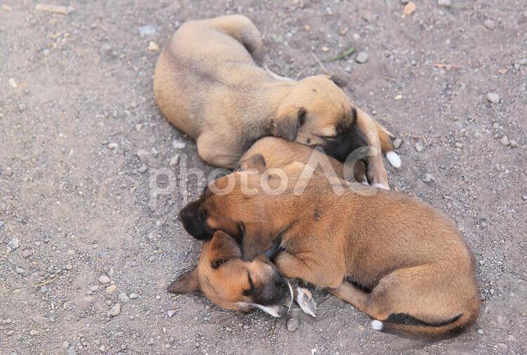 インドネシア　フローレス島のベナ村の野良犬 犬,子犬,寄り添う，動物の写真素材