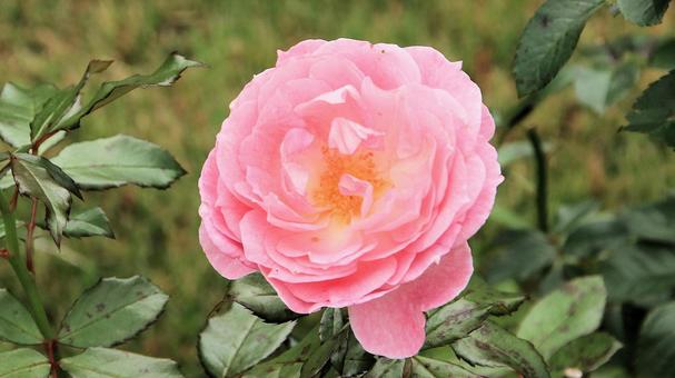 河津バカテル公園　秋バラ 薔薇,秋,花の写真素材