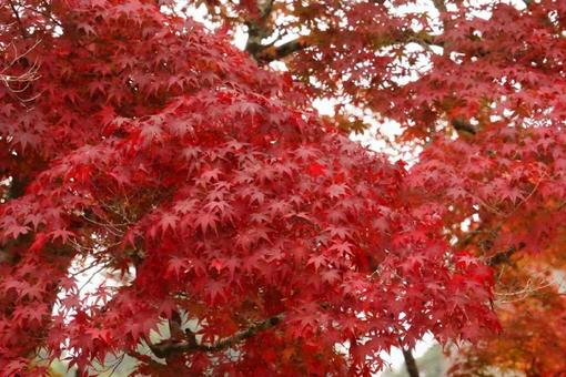 鮮やかに色づく紅葉 鮮やかに色づく紅葉 紅葉,もみじ,秋の写真素材