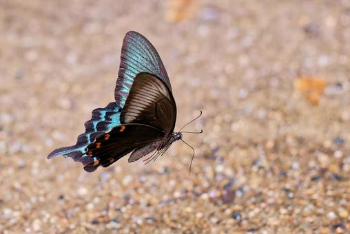水たまりの周りを飛ぶカラスアゲハの雄 水たまりの周りを飛ぶカラスアゲハの雄 カラスアゲハ,烏揚羽,オスの写真素材