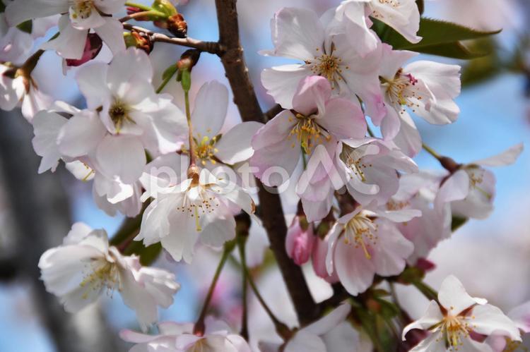 十月桜（ジュウガツザクラ） 桜,十月桜,花見の写真素材