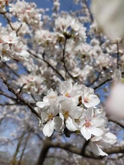 桜 桜の写真