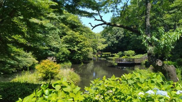 晴れた日の池のある公園の穏やかな景色 晴れた日の池のある公園の穏やかな景色 晴れた日,公園,池の写真素材