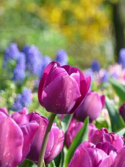 Purple tulips blooming in a flowerbed in the park, JPG Purple tulips blooming in a flowerbed in the park, JPG